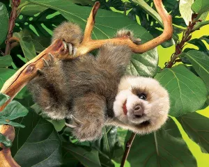 Folkmanis Puppet - Sloth Baby