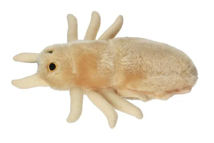 Louse (Pediculus capitis) Giant Microbes Plush